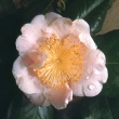 Pink Poppy